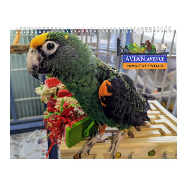 Avian Avenue 2026 Parrot Calendar (Cover)