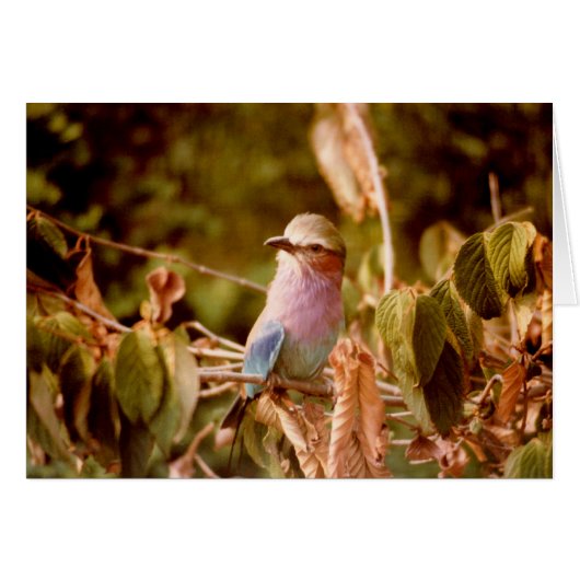 Aviary Cards (Front Horizontal)
