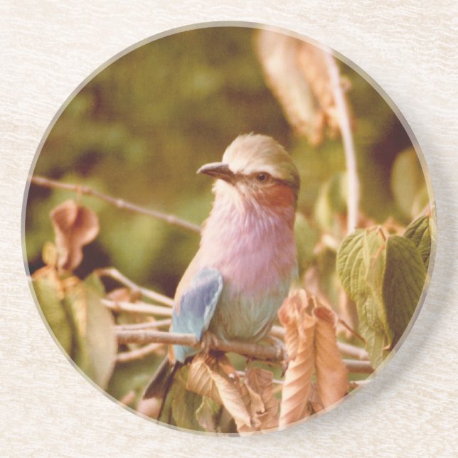 Aviary Drink Coaster (Front)