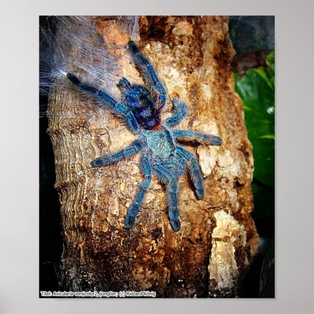 Avicularia versicolor poster (Front)