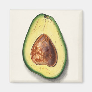 Avocado Magnet