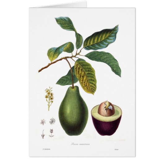 Avocado (Persea americana) Cards (Front)