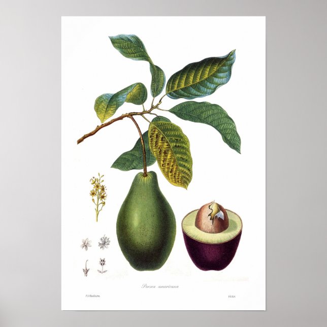 Avocado (Persea americana) Poster (Front)