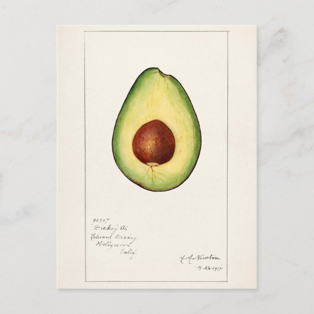 Avocado (Persea) Fruit Watercolor Painting Postcard (Front)
