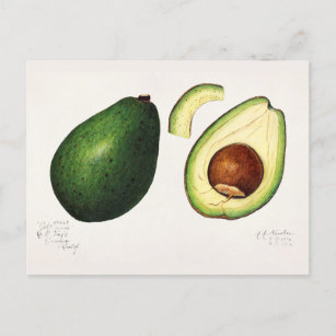 Avocado (Persea) Fruit Watercolor Painting Postcard