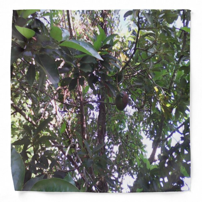 Avocado Tree Bandana (Front)