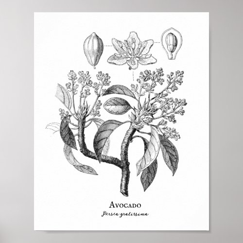 Avocado Vintage Botanical Illustration Poster