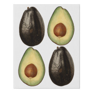 avocado watercolor paintings Botanical Garden art Faux Canvas Print