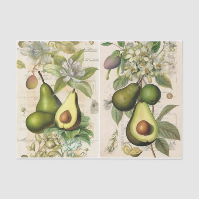 Avocados  tissue paper (Front)