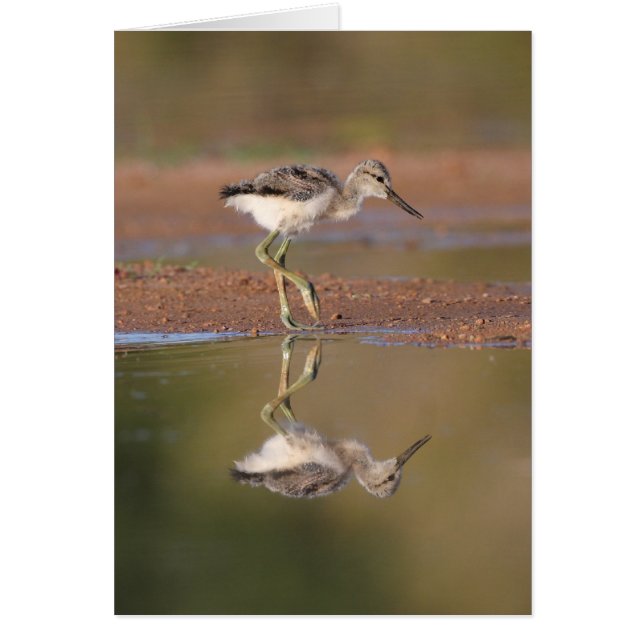 Avocet chick cards (Front)