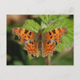 Avon gorge Comma butterfly Postcard