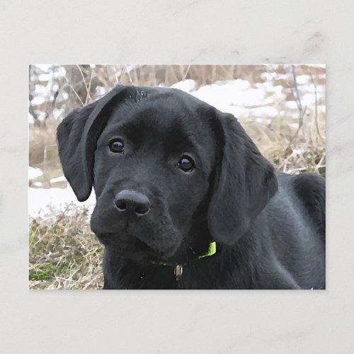 Awaiting Spring _ Black Labrador Puppy _ Black Lab Postcard