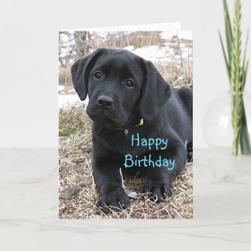 Awaiting Spring _ Labrador Puppy _ Black Lab Card