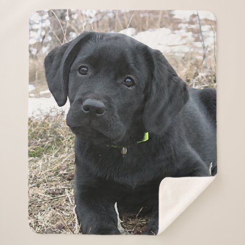 Awaiting Spring _ Labrador Puppy _ Black Lab Sherpa Blanket