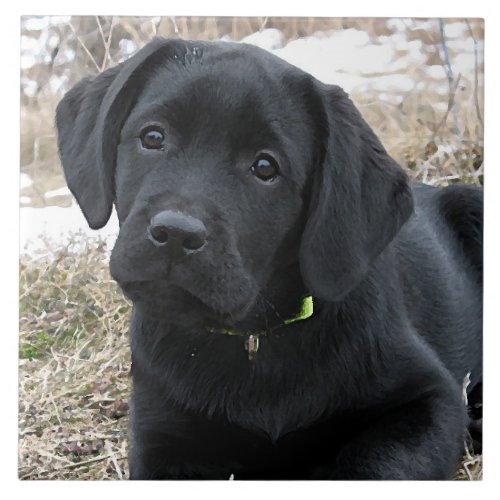 Awaiting Spring _ Labrador Puppy _ Black Lab Tile