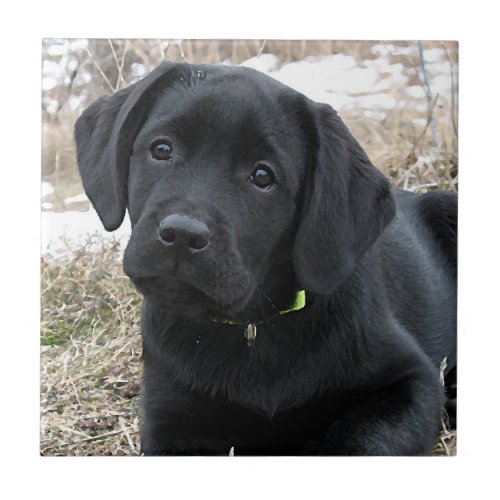 Awaiting Spring _ Labrador Puppy _ Black Lab Tile