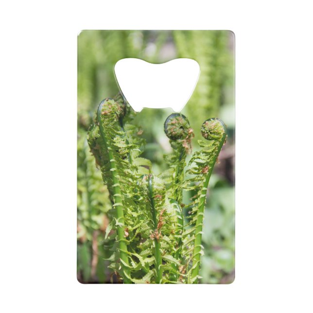 Awakening young fern in the garden   credit card bottle opener (Back)