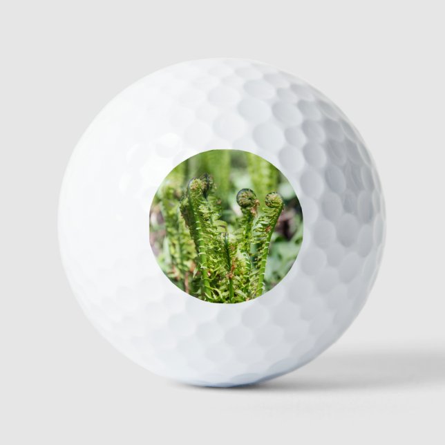 Awakening young fern in the garden  golf balls (Front)