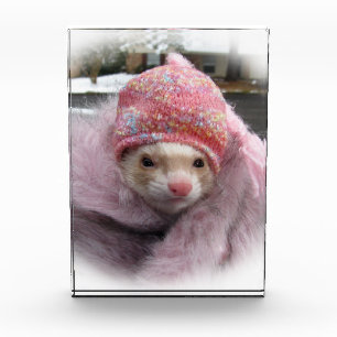 Award benefits ferret rescue sanctuary