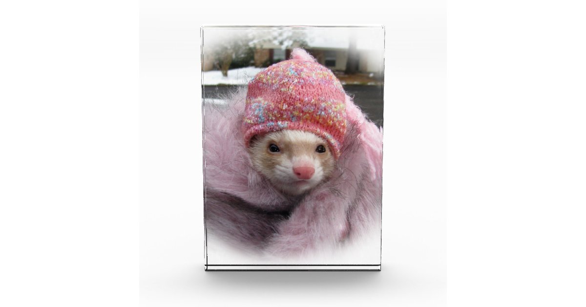 Award benefits ferret rescue sanctuary Zazzle