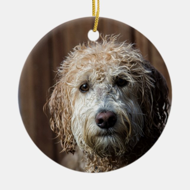 Awesome Labradoodle Pup gifts Ceramic Ornament (Front)