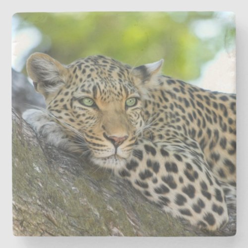 Awesome Leopard Stone Coaster