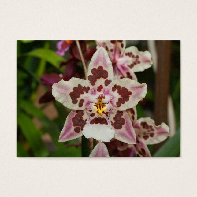 Awesome Multicolored Phalaenopsis Orchid (Front)