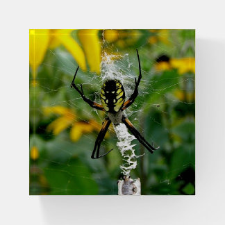 Awesome Photo Orb Spider in Web Paperweight