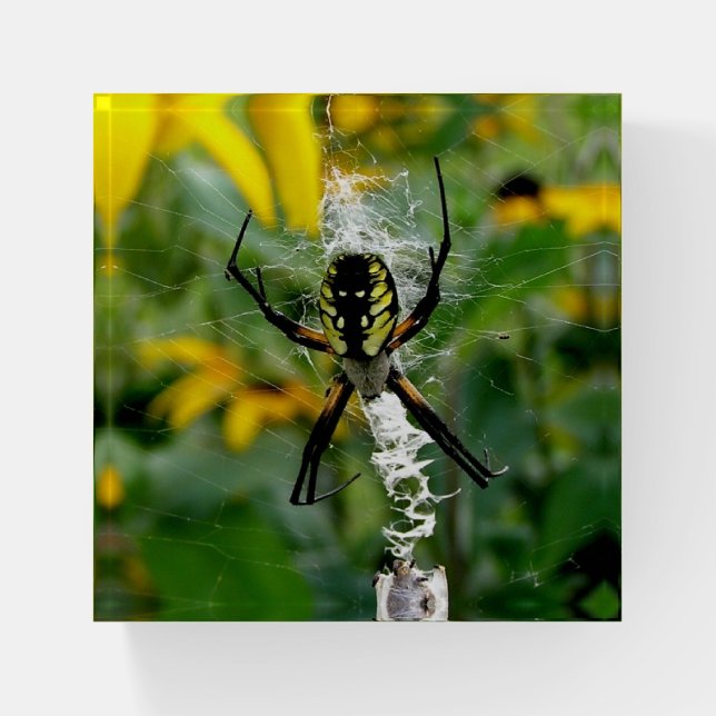 Awesome Photo Orb Spider in Web Paperweight (Front)