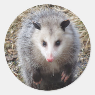 Awesome Possum Classic Round Sticker