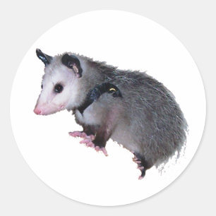 Awesome Possum Opossum Classic Round Sticker