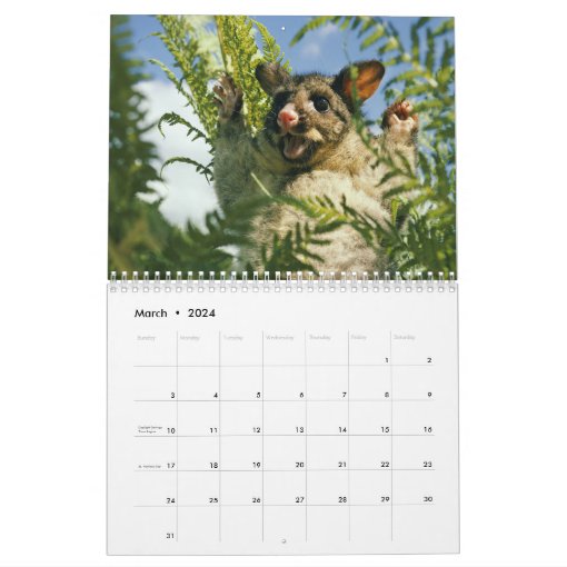 Awesome Possum Wall Calendar Zazzle