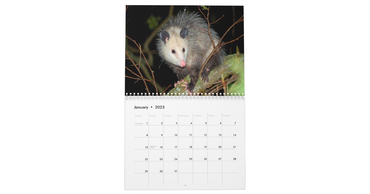 Awesome Possum Wall Calendar Zazzle