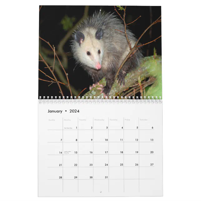 Awesome Possum Wall Calendar Zazzle