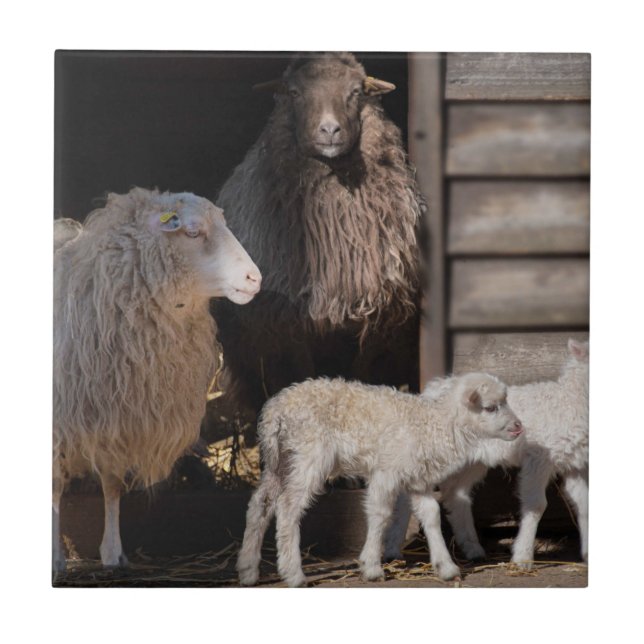 Awesome Sheep with Lambs Animal Photograph Ceramic Tile (Front)