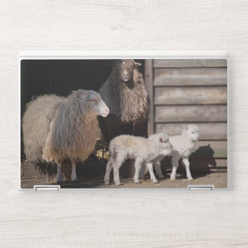 Awesome Sheep with Lambs Animal Photograph HP Laptop Skin