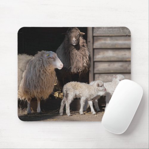 Awesome Sheep with Lambs Animal Photograph Mouse Pad
