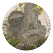 Awesome sloth eraser (Back)