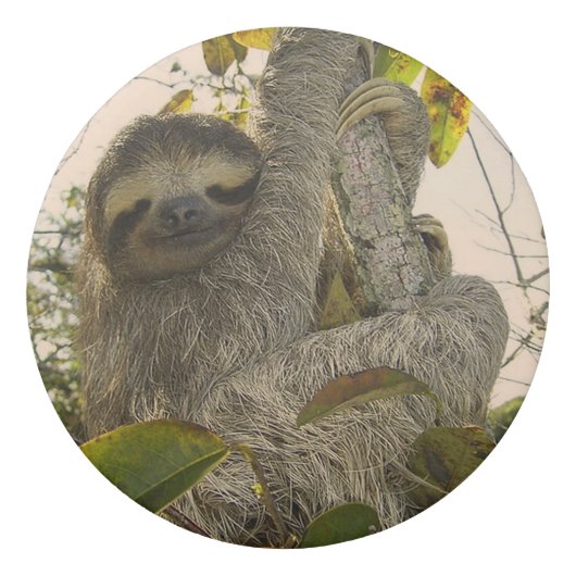 Awesome sloth eraser (Back)