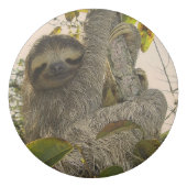 Awesome sloth eraser (Front)