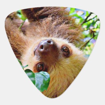 Awesome Sloth Guitar Pick by MehrFarbeImLeben at Zazzle