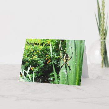 Awesome Yellow And Black Garden Spider Photography Card by patcallum at Zazzle