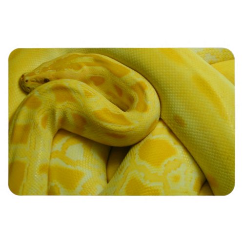 Awesome Yellow Burmese Python Magnet