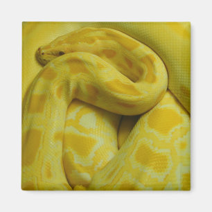 Awesome Yellow Burmese Python Magnet