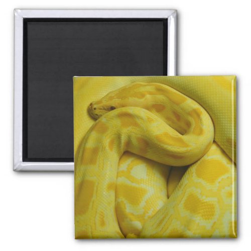 Awesome Yellow Burmese Python Magnet