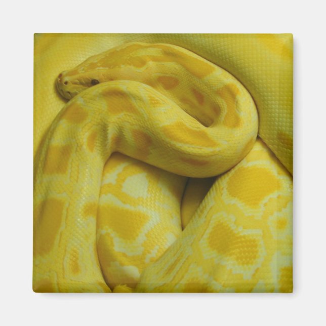 Awesome Yellow Burmese Python Magnet (Front)