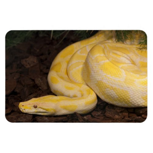 Awesome Yellow Burmese Python Magnet