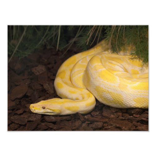 Awesome Yellow Burmese Python Photo Print