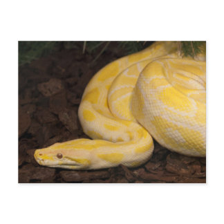 Awesome Yellow Burmese Python Postcard