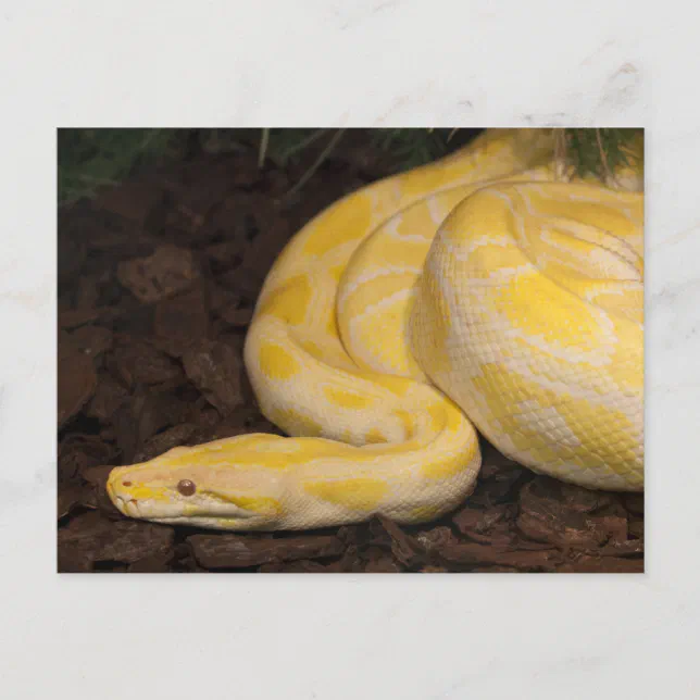 Awesome Yellow Burmese Python Postcard | Zazzle